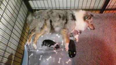 Chiot N°3 - Shetland Sheepdog