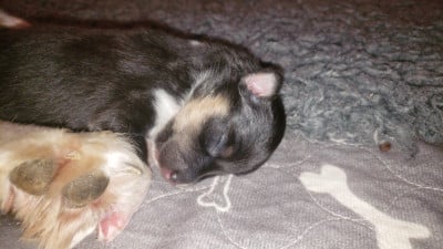 Les chiots de Shetland Sheepdog