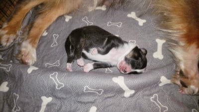 Les chiots de Shetland Sheepdog