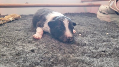 F2 - Shetland Sheepdog