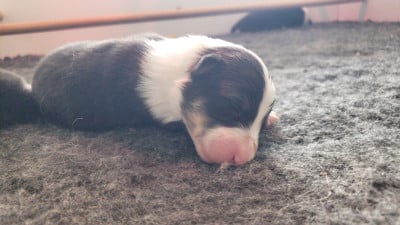 F3 - Shetland Sheepdog