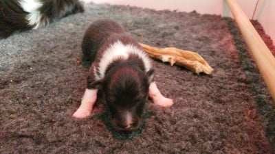 M1 - Shetland Sheepdog