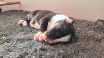 M2 - Shetland Sheepdog