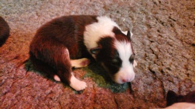 Les chiots de Shetland Sheepdog
