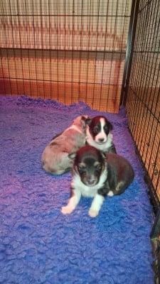 Les chiots de Shetland Sheepdog