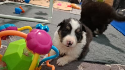 Les chiots de Shetland Sheepdog