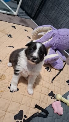 Les chiots de Shetland Sheepdog