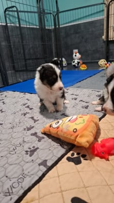 Les chiots de Shetland Sheepdog