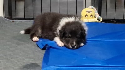 Les chiots de Shetland Sheepdog