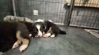 Les chiots de Shetland Sheepdog