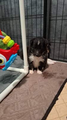 Femelle bicolore - Shetland Sheepdog