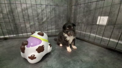 Mâle tricolore - Shetland Sheepdog