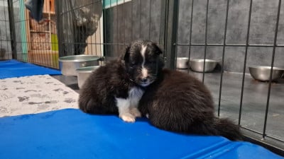 Mâle bicolore 1 - Shetland Sheepdog