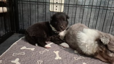 Mâle bicolore 2 - Shetland Sheepdog