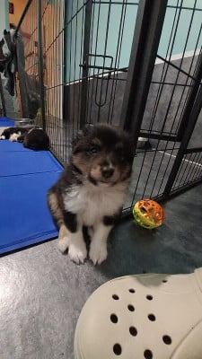 Les chiots de Shetland Sheepdog