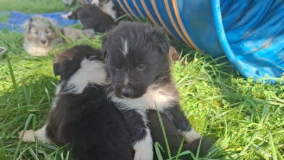 Les chiots de Shetland Sheepdog