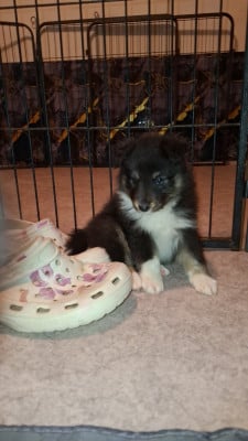 Les chiots de Shetland Sheepdog