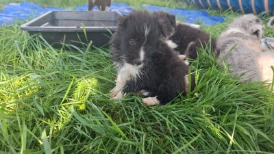 Les chiots de Shetland Sheepdog