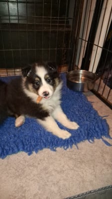 Les chiots de Shetland Sheepdog