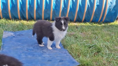 Les chiots de Shetland Sheepdog