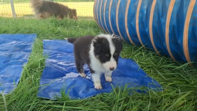 Les chiots de Shetland Sheepdog
