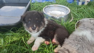 Les chiots de Shetland Sheepdog