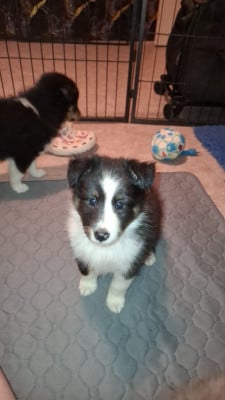 Les chiots de Shetland Sheepdog