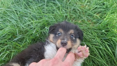 Les chiots de Shetland Sheepdog