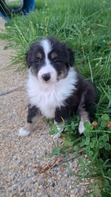 Les chiots de Shetland Sheepdog