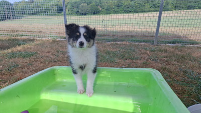 Les chiots de Shetland Sheepdog