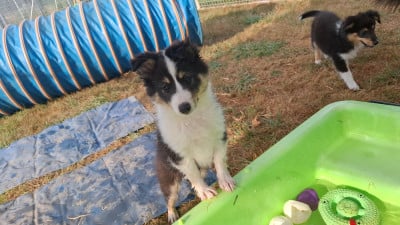 Les chiots de Shetland Sheepdog