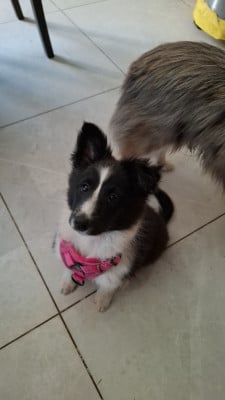 Les chiots de Shetland Sheepdog