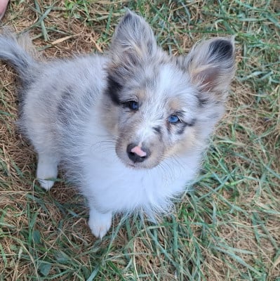 Les chiots de Shetland Sheepdog