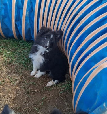 Les chiots de Shetland Sheepdog
