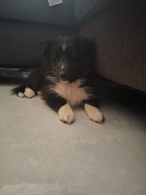 Les chiots de Shetland Sheepdog