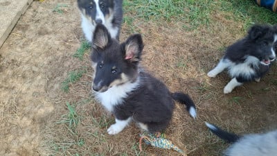 Les chiots de Shetland Sheepdog