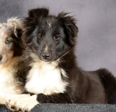 Les chiots de Shetland Sheepdog