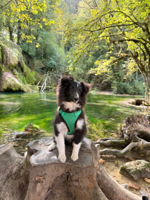 Les chiots de Shetland Sheepdog