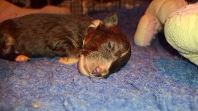 Les chiots de Shetland Sheepdog