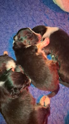 Les chiots de Shetland Sheepdog