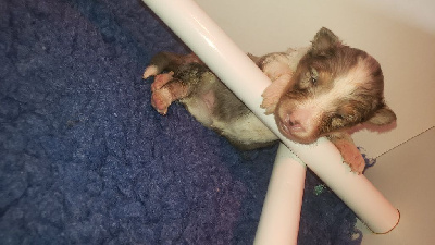 Les chiots de Shetland Sheepdog