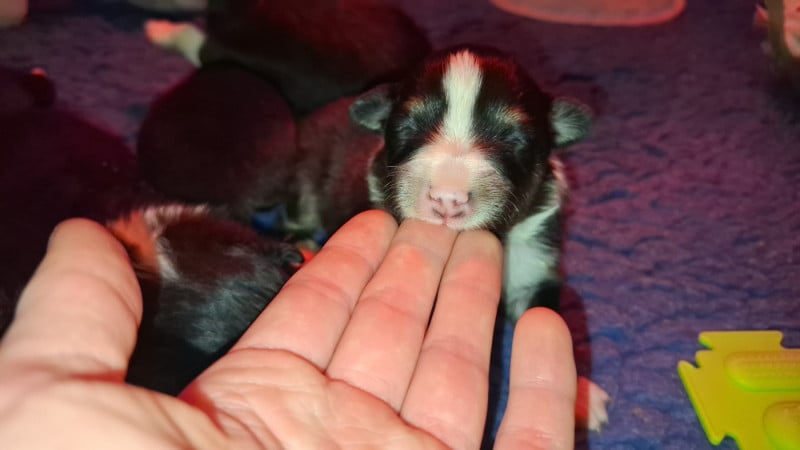 Shetland Sheepdog - Of Chiprey's Hamlet