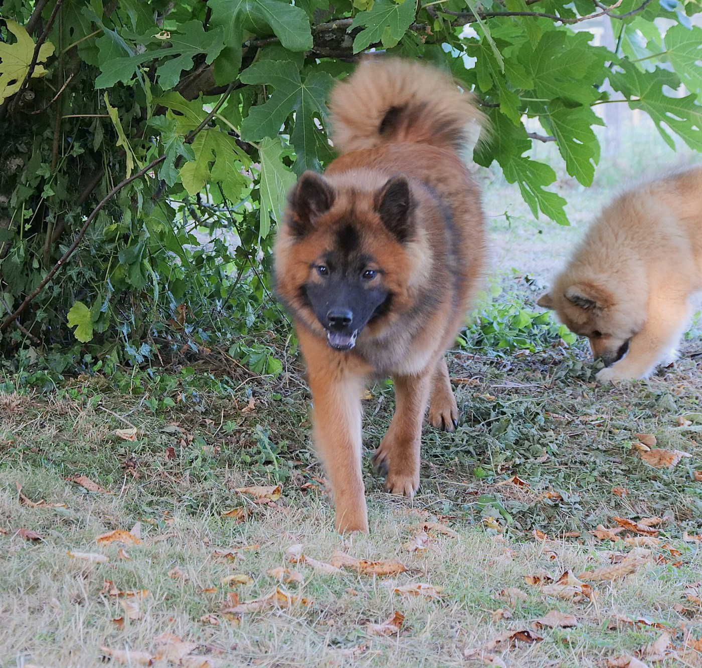 Vaishakhi De Play Of Fire