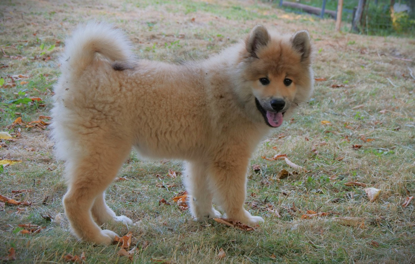 Alchimie Des Légendes De La Louve Arc-en-ciel