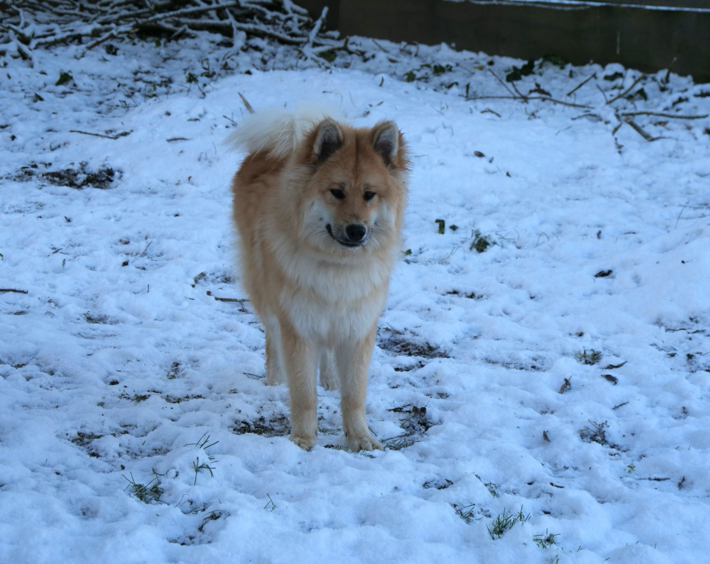 Alchimie Des Légendes De La Louve Arc-en-ciel