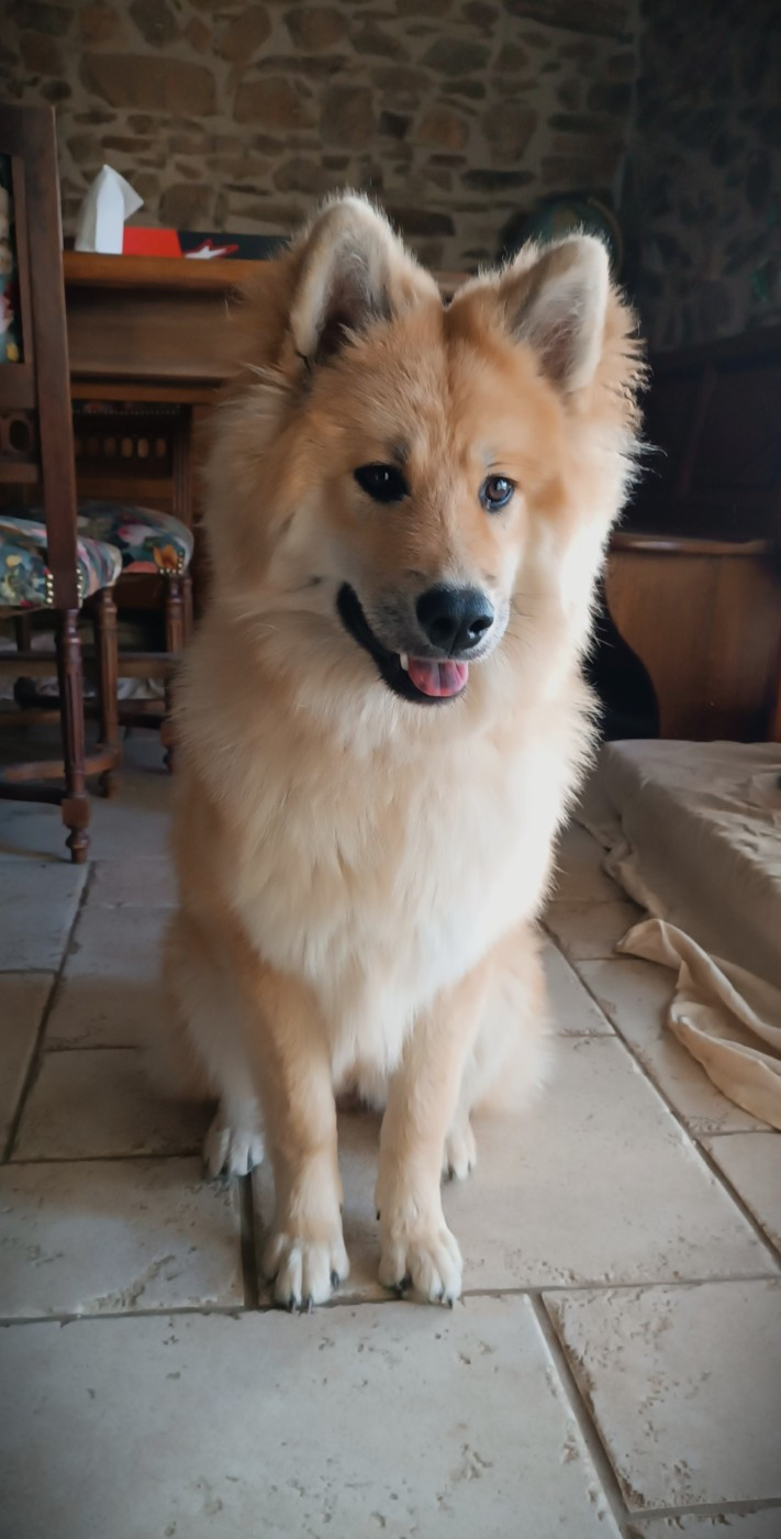 Alchimie Des Légendes De La Louve Arc-en-ciel