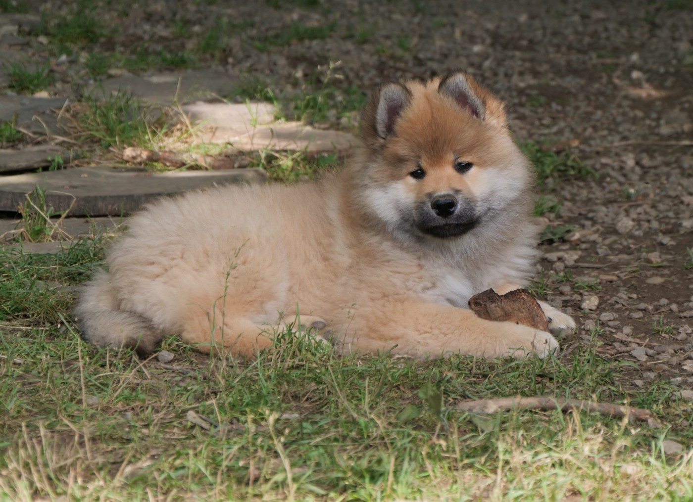 Alchimie Des Légendes De La Louve Arc-en-ciel
