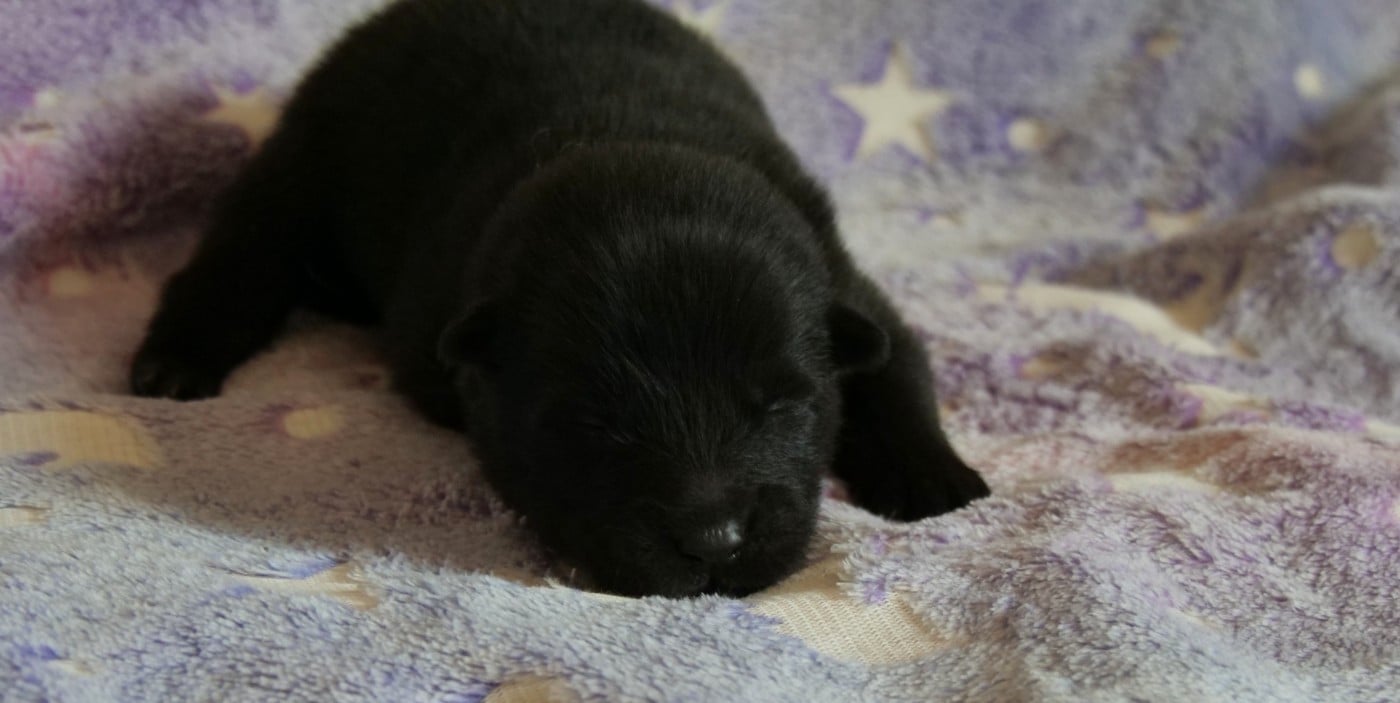 CHIOT 4- collier Rose - Eurasier