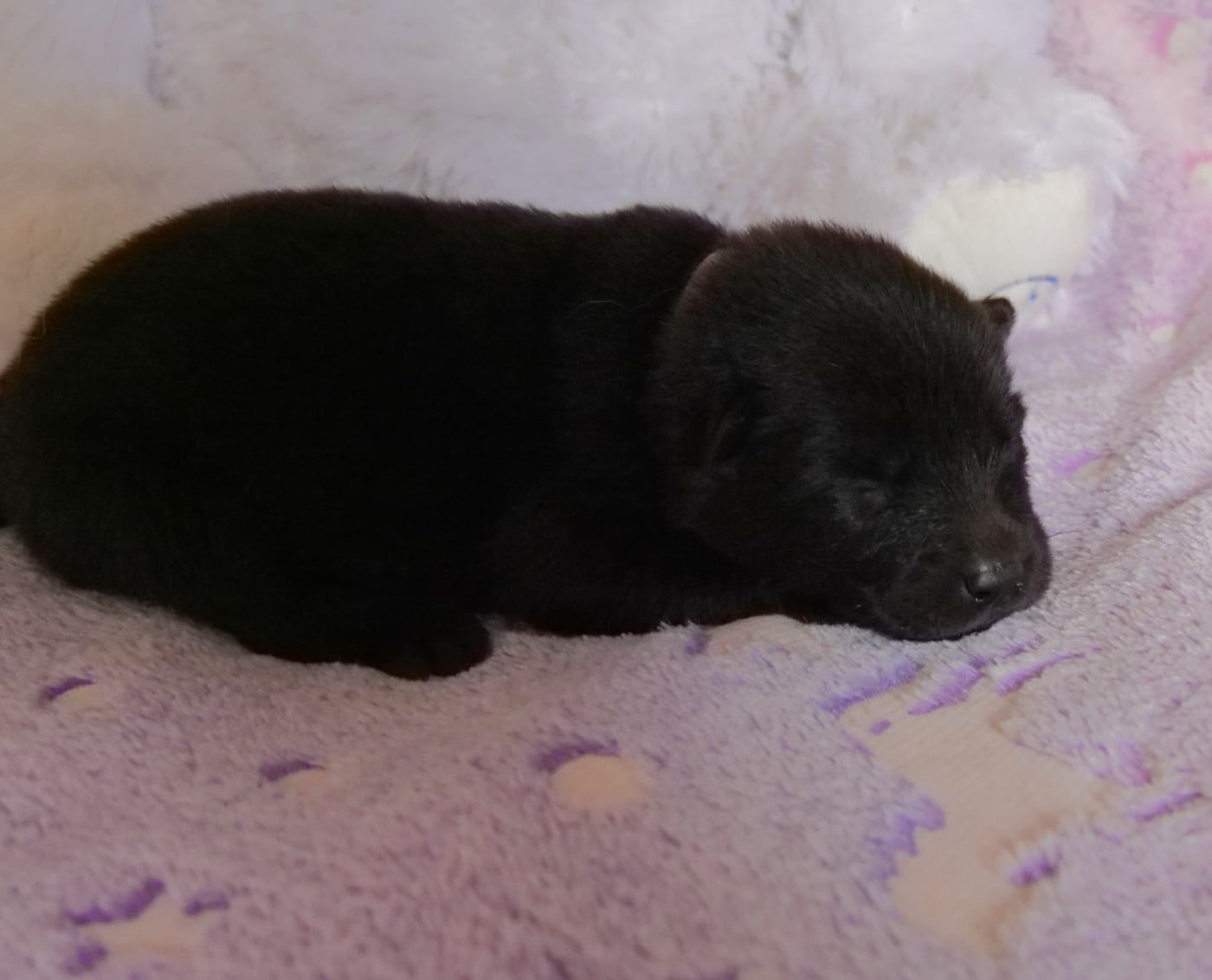 CHIOT 4- collier Rose