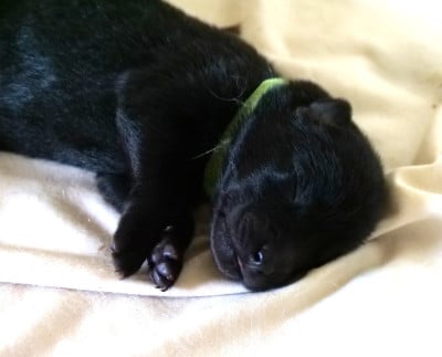 Les chiots de Eurasier